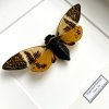 Cikáda Angamiana floridula v ráme