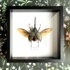dynastes hersules frame