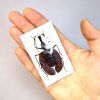 Entomologický set - Mormolyce phyllodes