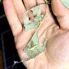 Pakobylka E. tiaratum - lichen