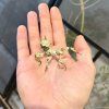 Pakobylka E. tiaratum - lichen