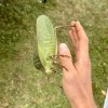 Kobylka Siliquofera grandis
