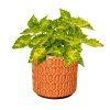 AYpKx5KZWRDjLiO1zmW5