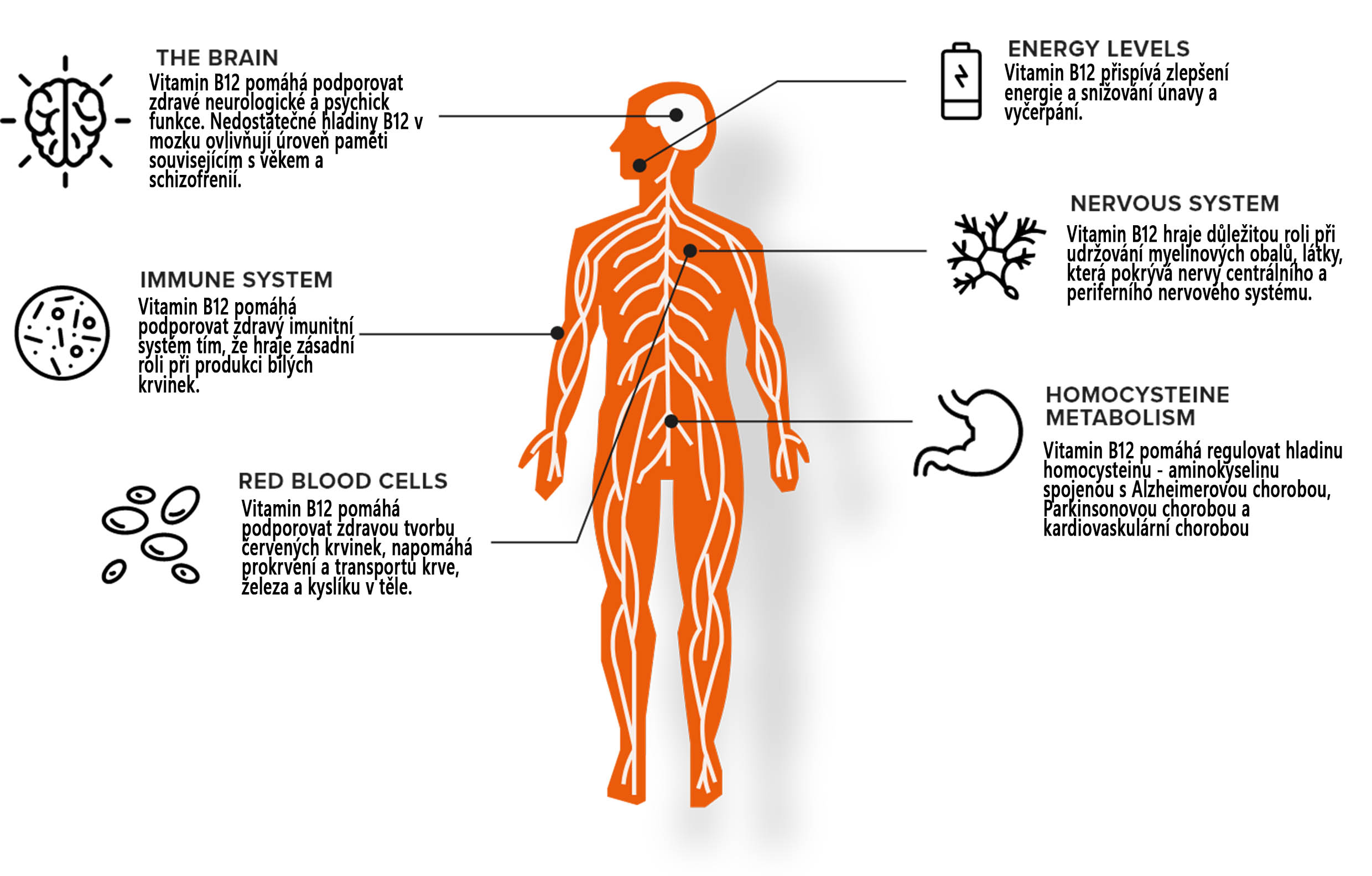 Benefity B12 text