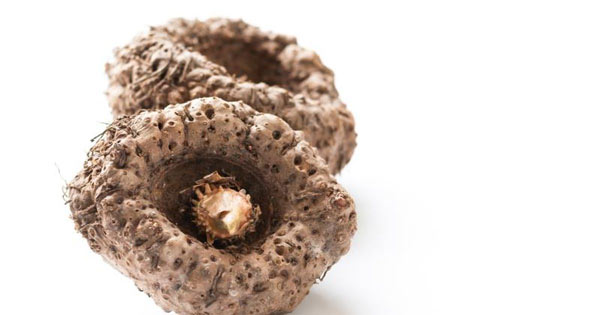 konjac-rastlina