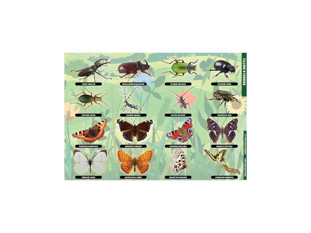 P 10 Brouci a motýli