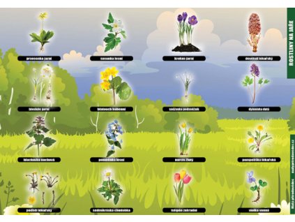 P 07 Rostliny na jaře