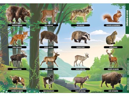 P 02 Zvířata v lese