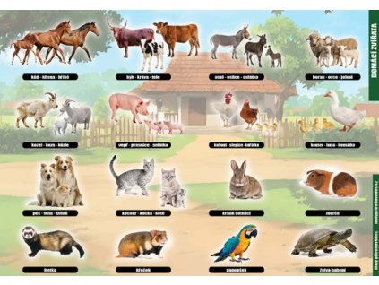 P 01 Domácí zvířata