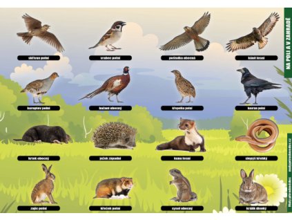 P 14 Na poli a v zahradách