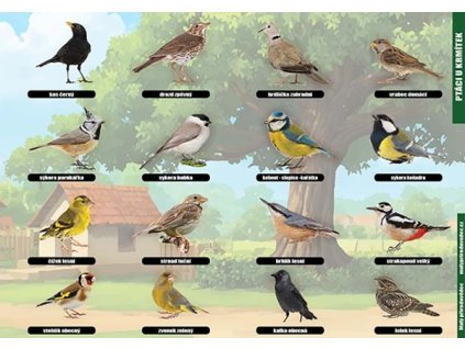 P 13 Ptáci u krmítek