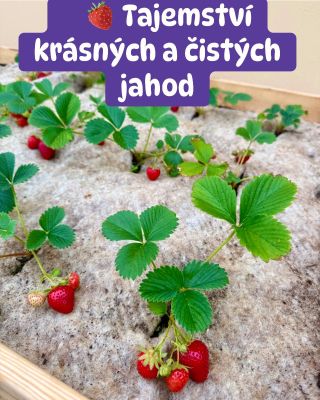 Dopřejte svým jahodám přírodní péči, která opravdu funguje. 🍓🐑 Naše vlněná mulčovací podložka pomáhá udržovat optimální...