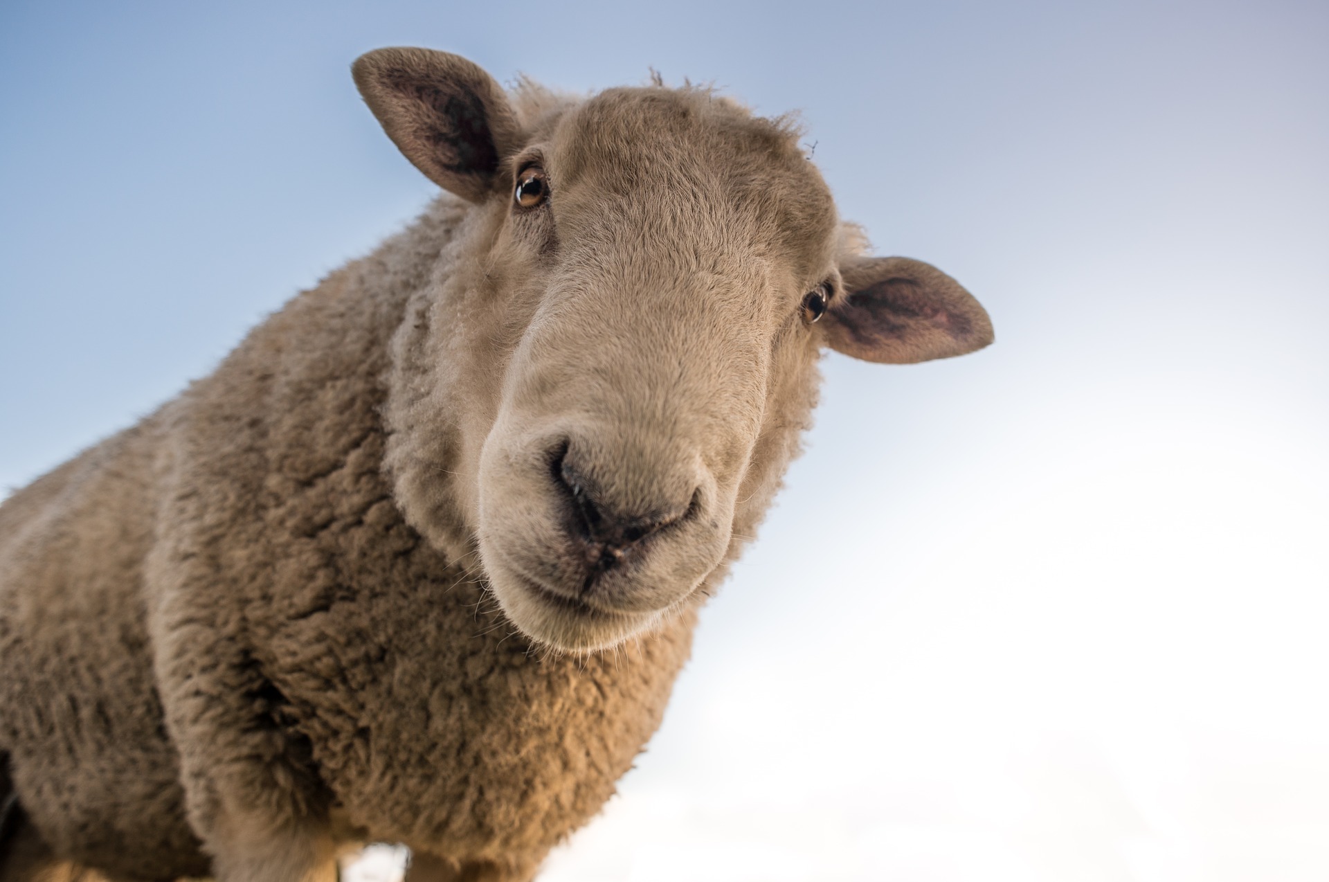 Údržba výrobkov z ovčích koží