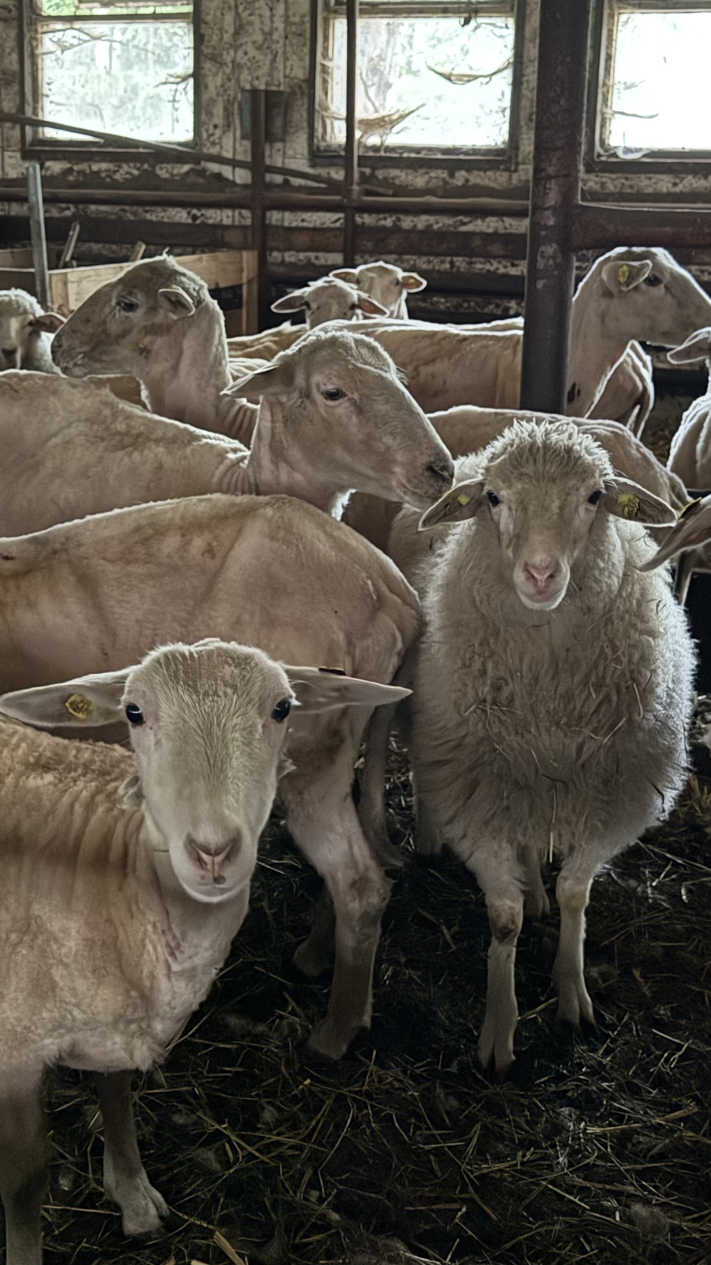 Strihanie oviec na farme