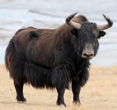 Jaková vlna – poklad z Tibetu pre pletenie
