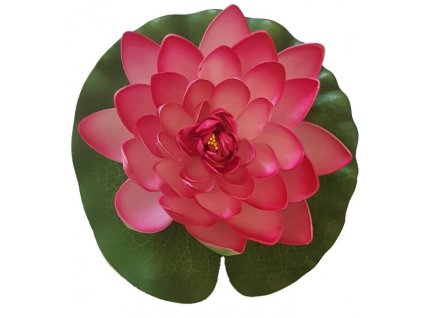 lotus rose 20cm