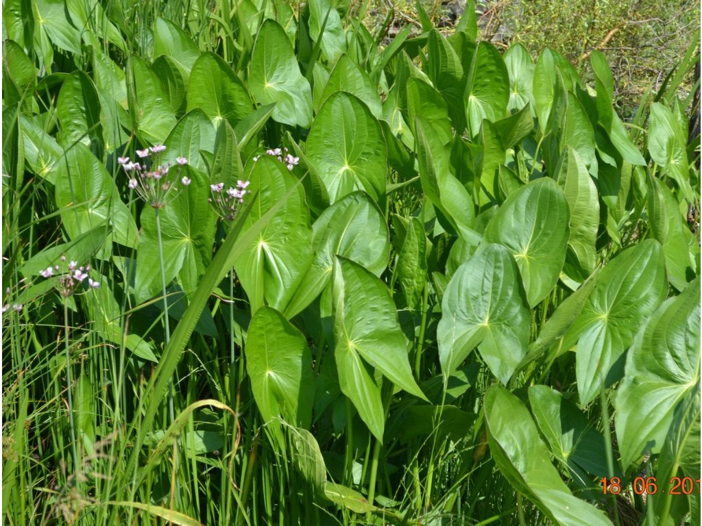 Šípatka širokolistá