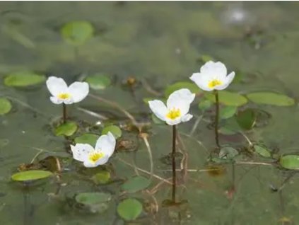 Žabníček vzplývavý