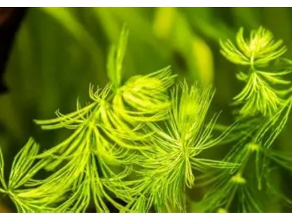 Růžkatec bradavčitý