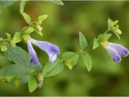 šišák vroubkovaný