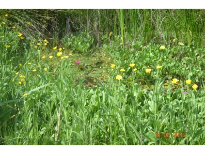 Pryskyřník a Blatouch