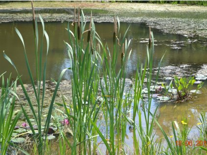 Orobinec širokolistý