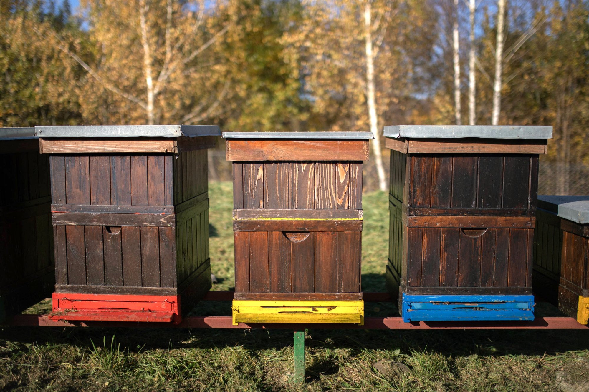 Tajomný život v úli – ako včely spolupracujú a komunikujú