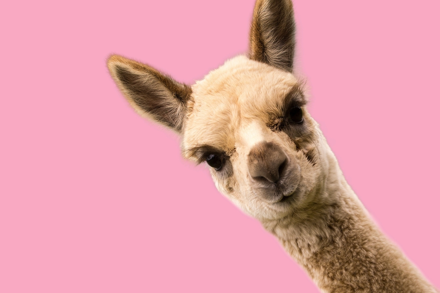 ako-sa-starat-o-oblecenie-z-alpaky2