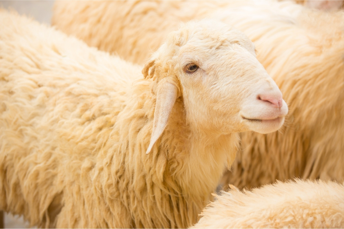 ovca, ktorej pochadza merino vlna