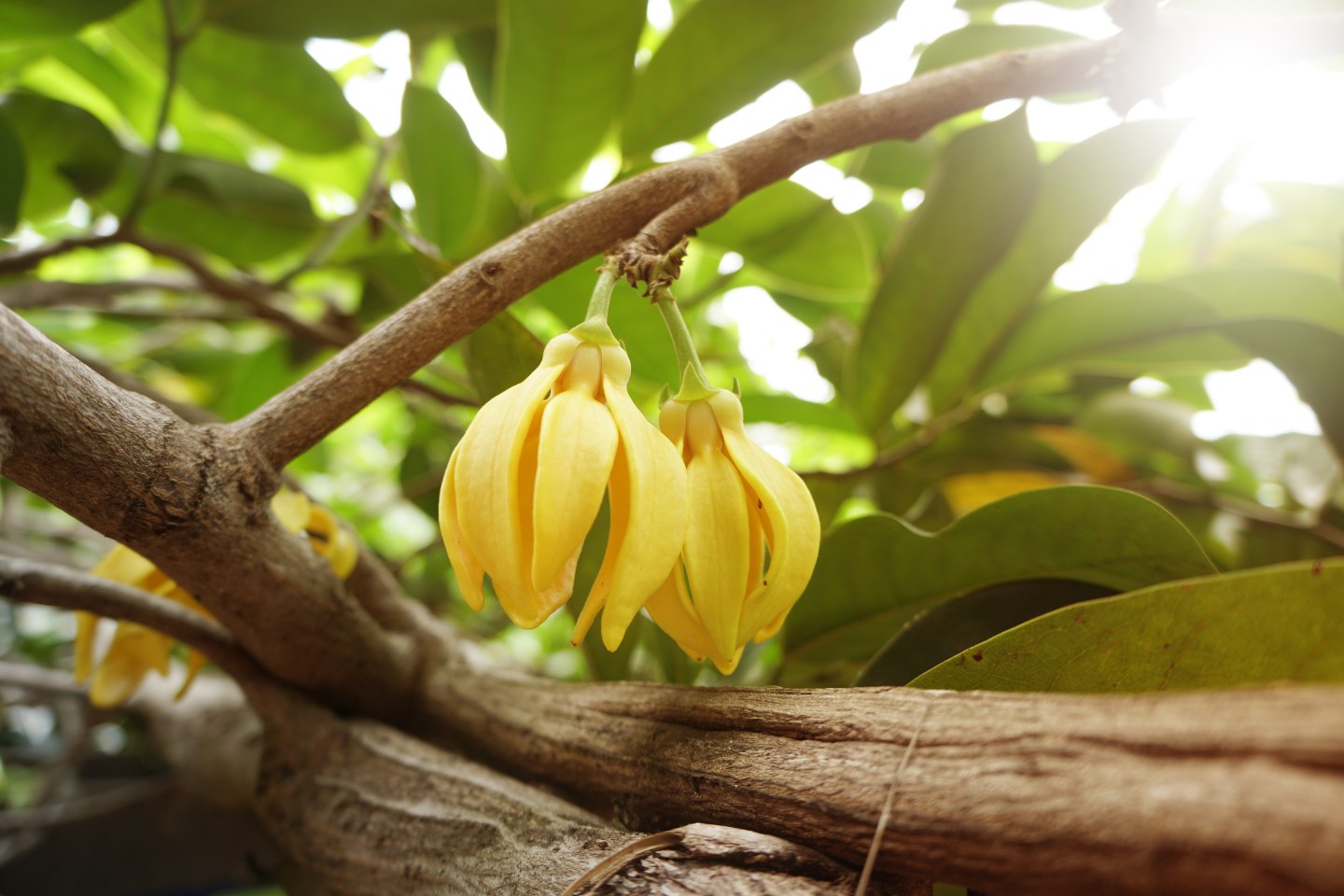 co-je-to-ylang-ylang-1