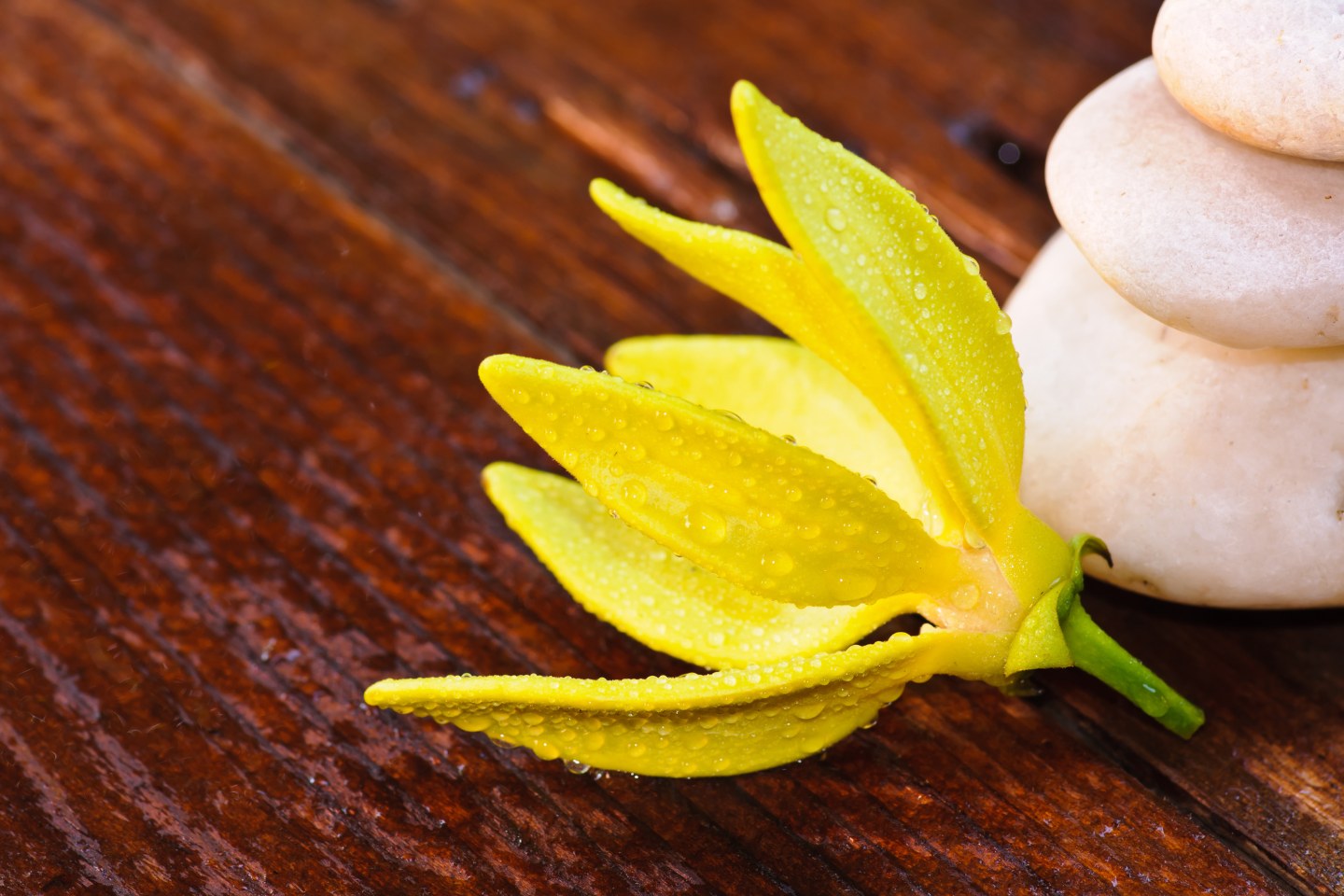 co-je-to-ylang-ylang-2
