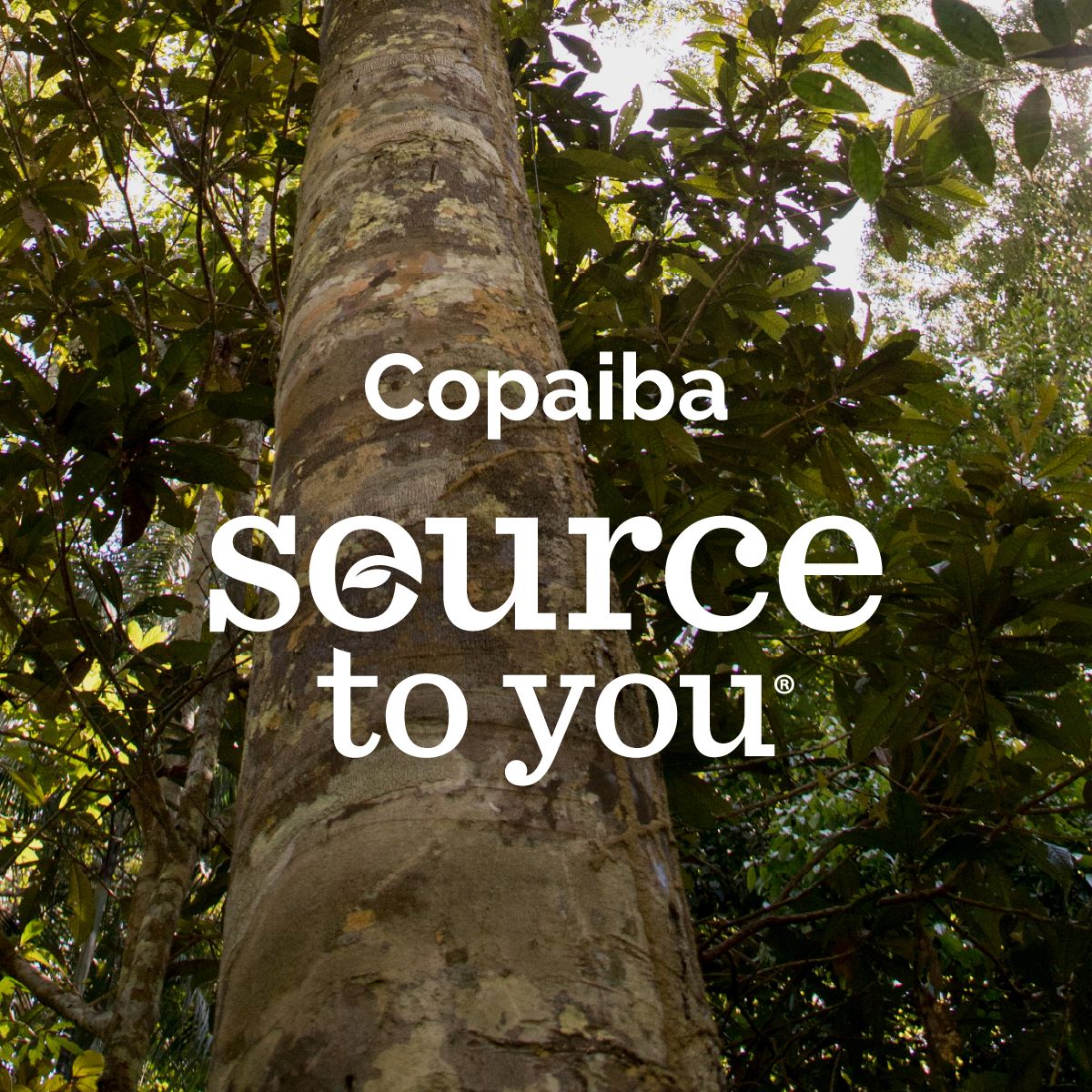 Doterra Copaiba beszerzésének társadalmi kihatása