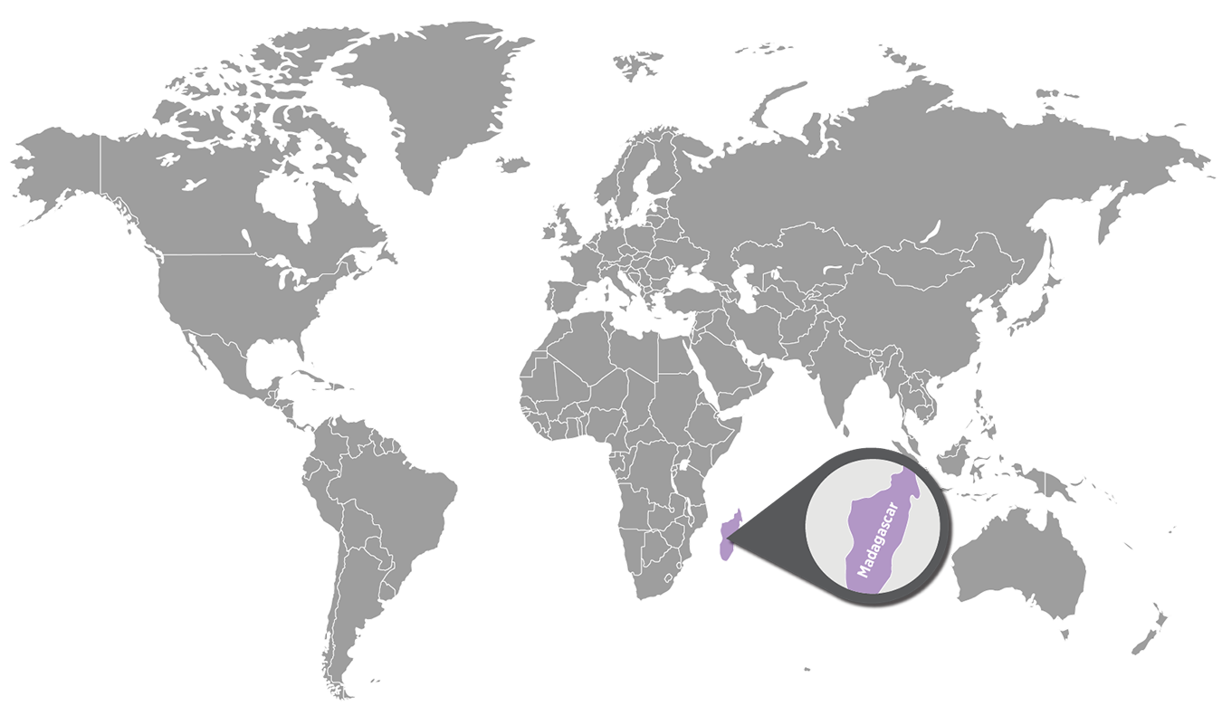 Doterra szegfűszeg (clove) beszerzése