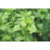 oregano sourcing 1050x693 eu