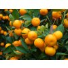 doTERRA wild orange vadnarancs illóolaj 15ml
