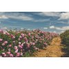 rose sourcing 1050x693 eu