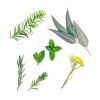 Doterra deep blue mi van benne