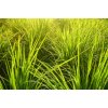 citronella sourcing 1050x693 eu