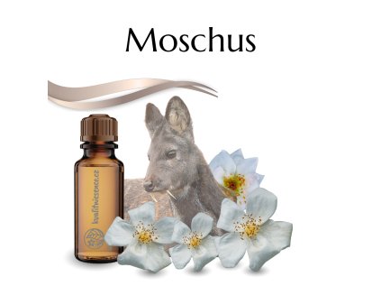 vonný olej Moschus