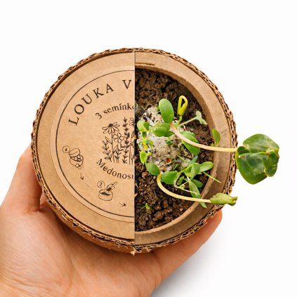 semínkové bomby v krabičce