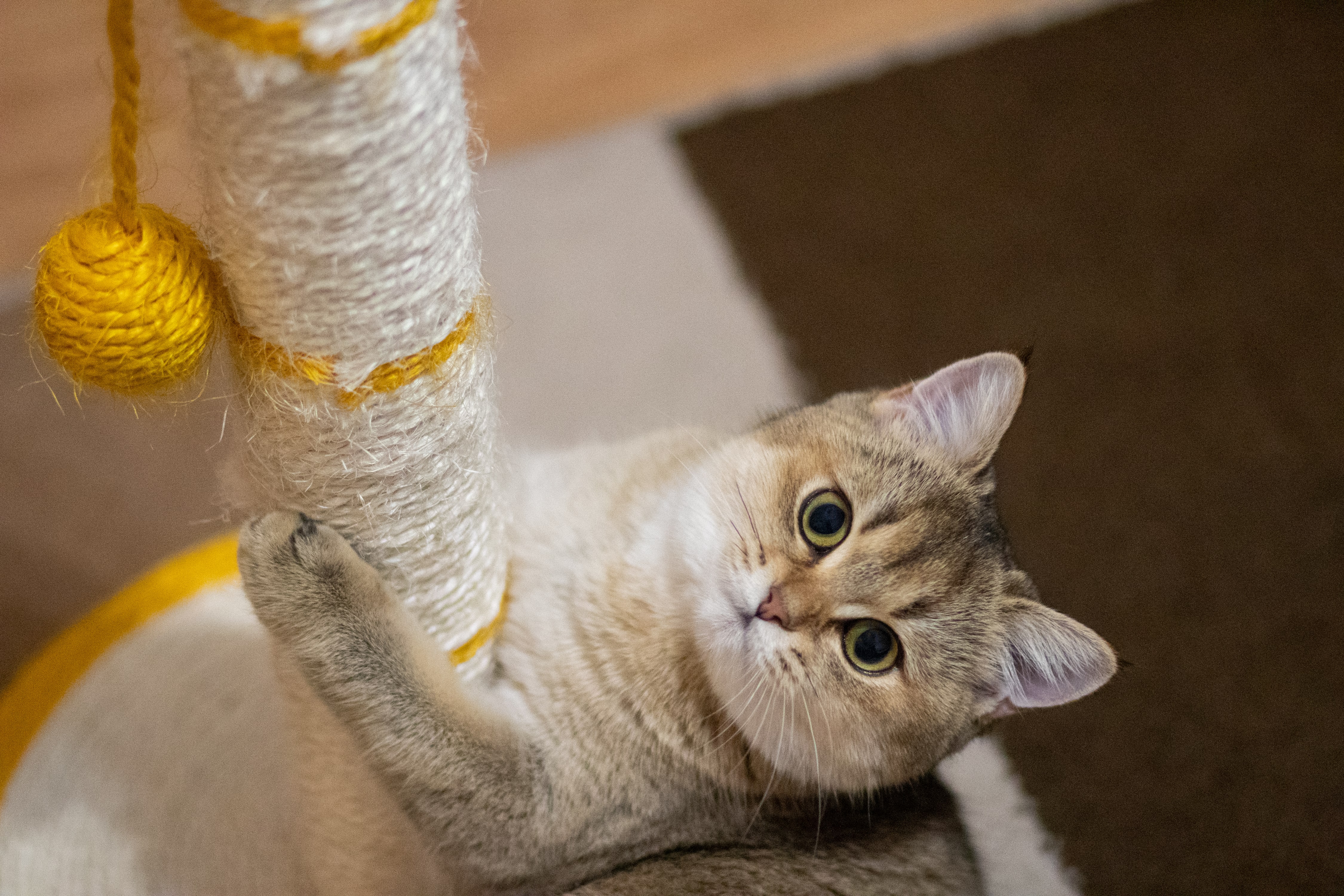 beautiful-british-shorthair-golden-chinchilla-ny25-min