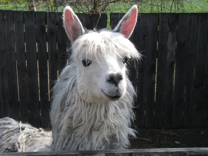 Vaše fotografie - formát A4 - jedlý papír