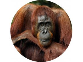 orangutan 1