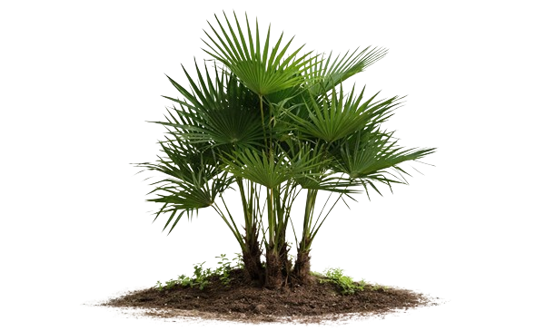 Palmy Hradec Králové – zahrada plná palem