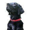 Obojek Mountain Paws Dog Collar L (Varianta 760_187)