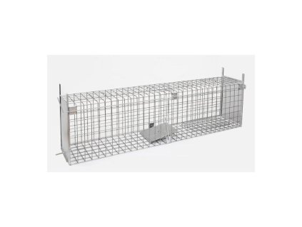 Past jezevec, dospělá liška