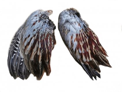 Bažantí křídla - jeden pár (Varianta Bažantí křídla - jeden pár)