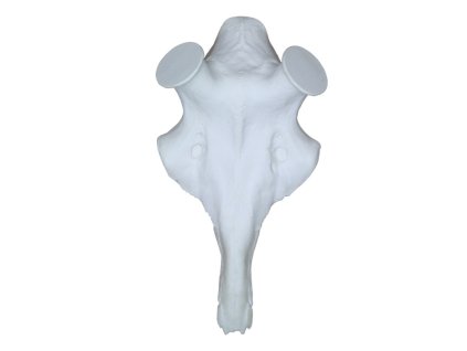 95780 lebka jelena na parohy shozy velka prumer pucnic 60 mm