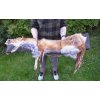 Bracco celokožešinový plnitelný aport s liščí kožešinou do 5 kg (Varianta Bracco celokožešinový plnitelný aport s liščí kožešinou do 5 kg)