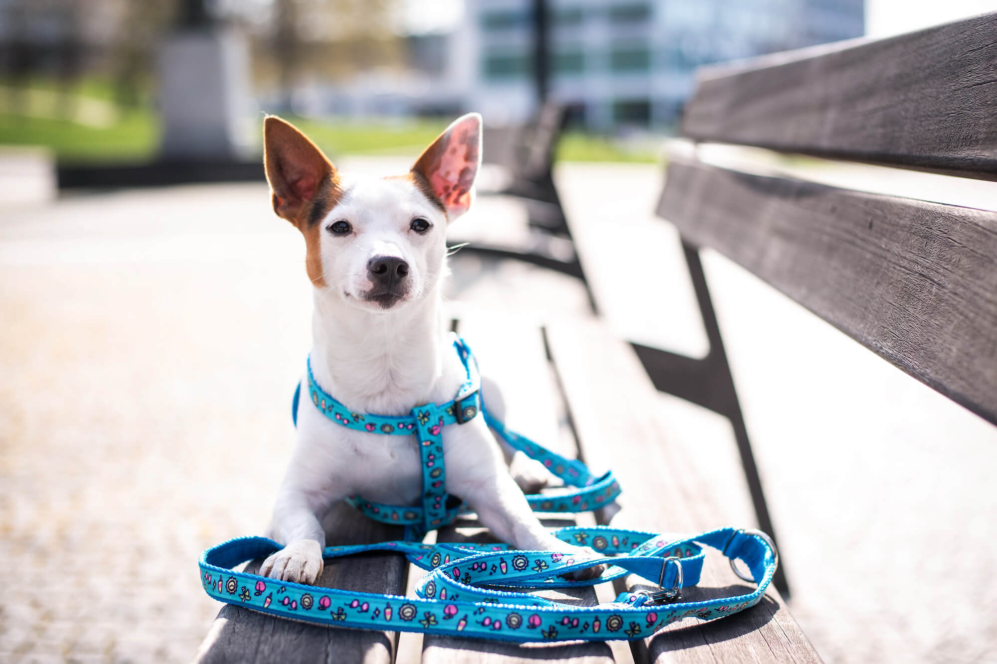 Vodítko – ano, či ne?